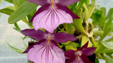 Photo of Orquídea do Pensamento