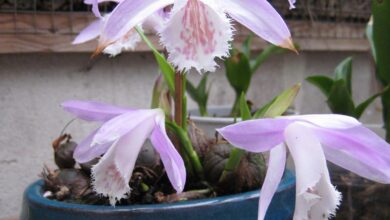 Photo of Orquídea Formosa, Pleione