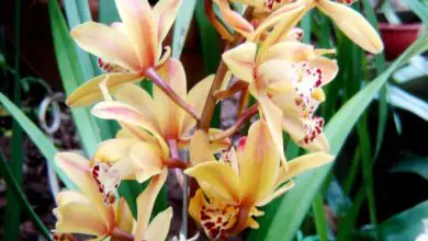 Photo of Orquídea gigante, orquídea de folha longa