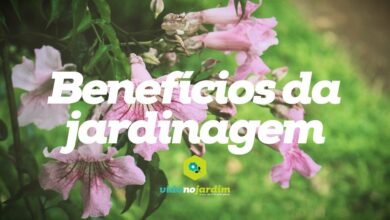 Photo of Os benefícios da jardinagem