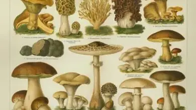 Photo of Os cogumelos venenosos estão a multiplicar-se