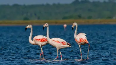 Photo of Os flamingos estão entre as árvores favoritas do cenário…