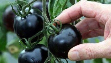 Photo of Os melhores legumes cultivados na Grã-Bretanha