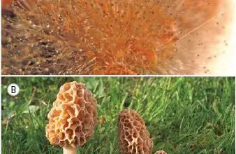 Photo of Os tipos mais comuns de fungos vegetais