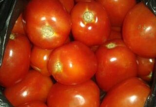 Photo of Os tomates cortados em pedaços são comestíveis: A comestibilidade dos tomates cortados em pedaços na videira