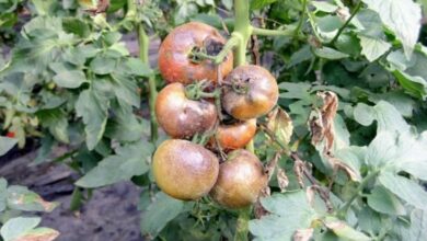 Photo of Os tomates estão infectados com míldio?