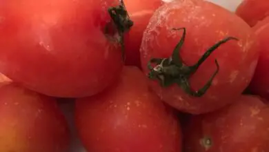 Photo of Os tomates frescos podem ser congelados? – Como congelar tomates de jardim