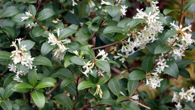 Photo of Osmanto x burkwoodii Burkwood Osmanthus