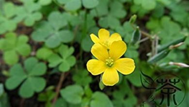 Photo of Oxalis corniculata