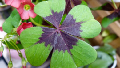 Photo of Oxalis deppei Trevo de quatro folhas, Trevo de quatro folhas, Oxalis deppei Trevo de quatro folhas, Oxalis de quatro folhas