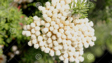 Photo of Ozothamnus rosmarinifolius Flor de arroz, folha de rosmaninho Ozothamnus