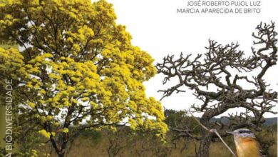 Photo of Paisagem comestível: Como montar uma bela parcela de fornecimento de alimentos perenes