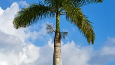Photo of palma real