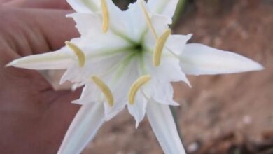 Photo of Pancratium Plant Maintenance