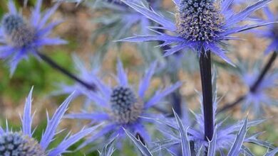 Photo of Panicaut Big Blue, Big Blue Thistle