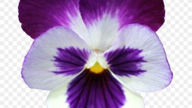 Photo of Pansies e violetas