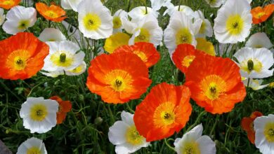 Photo of Papaver nudicaule Amapola de Islandia, Poppy nudicaule