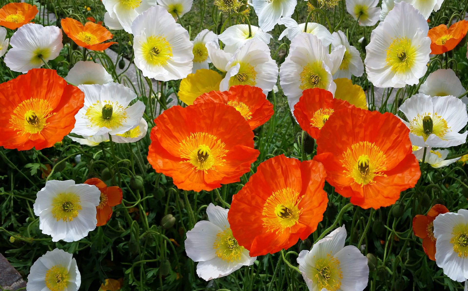 Papaver nudicaule Amapola de Islandia, Poppy nudicaule Noticias De Jardim
