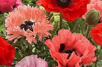 Photo of Papaver Oriental Poppy, Oriental Poppy