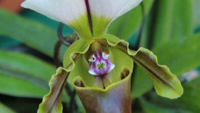 Photo of Paphiopedilum, uma planta com flores espectaculares