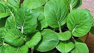 Photo of Parafuso para planta de repolho chinês: como evitar o aparafusamento na planta de repolho chinês