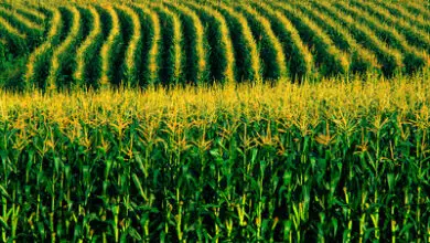Photo of Parceiro para a plantação de milho – Mais sobre a plantação de milho