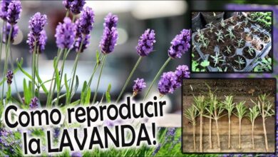 Photo of Parceiros da fábrica de lavanda: Aprender a plantar com lavanda