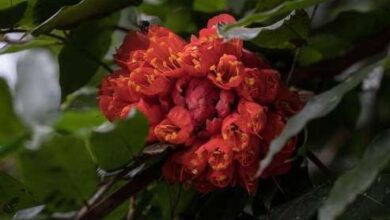 Photo of Parmentiera cereifera, uma árvore caracterizada pelo seu fruto pendurado