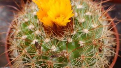 Photo of Parodia comarapana