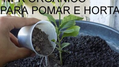 Photo of Parsley Seed Growing – Aprenda a cultivar a salsa a partir da semente