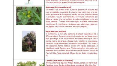 Photo of Partes comestíveis das plantas : Quais são as partes comestíveis secundárias das plantas?