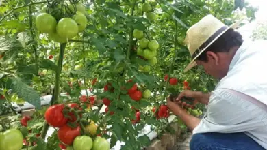 Photo of Passos para a polinização manual dos tomates