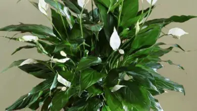 Photo of Peace Lily and Dogs