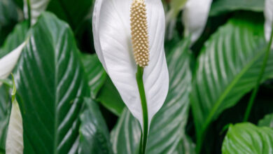 Photo of Peace Lily Plants – Peace Lily Care