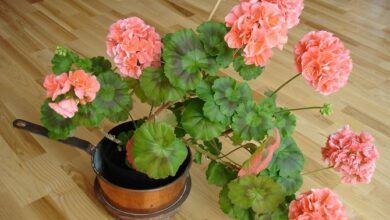 Photo of Pelargonium da Florista, Pelargonium Real, Gerânio de flor grande