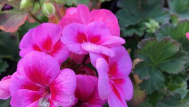 Photo of Pelargonium da Zona de Cuidados com as Plantas ou Gerânio Comum