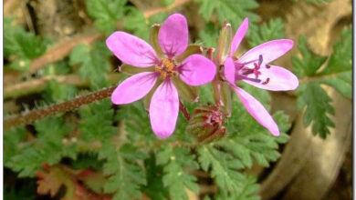 Photo of Pelargonium-flower Erodium, Pico de grulla