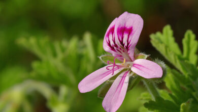 Photo of Pelargonium graveolens Gerânio, rosa