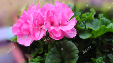 Photo of Pelargonium x hortorum Grupo Zonal gerânio, Grupo Zonal pelargonium