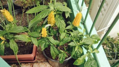 Photo of Pena de Pachystachys lutea de oficial, Pachystachys amarelo