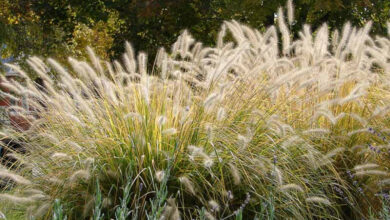 Photo of Pennisetum, Foxtail ou Foxtail Care