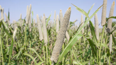 Photo of Pennisetum glaucum Milheto de Pérolas, Milheto de Velas