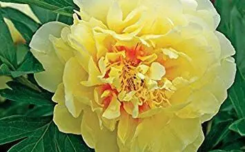 Photo of Peony Itoh