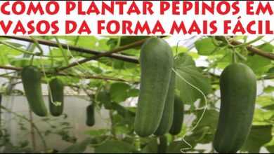 Photo of Pepinos em vasos: aprender a plantar pepinos em um recipiente