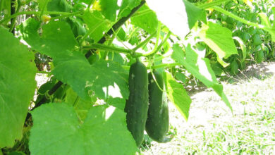 Photo of Pepinos: plantas que crescem bem com pepinos