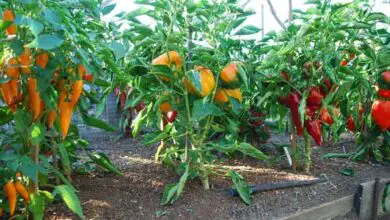 Photo of Pepper Plant Companions – O que são bons companheiros de pimenta?