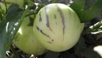 Photo of Pera-melon,Pepino Wallis Morelle