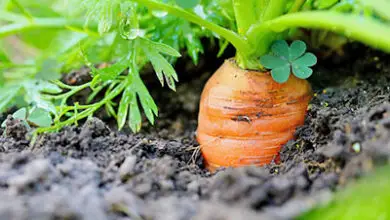 Photo of Perfil do solo de cenoura: Como fixar o seu solo para cultivar cenouras mais saudáveis