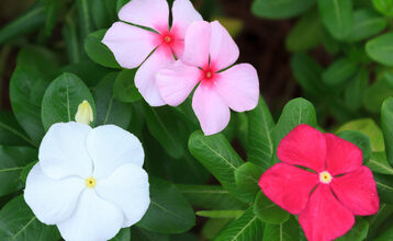 Photo of Periwinkle de Madagáscar