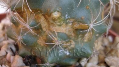 Photo of Pestes e doenças dos cactos